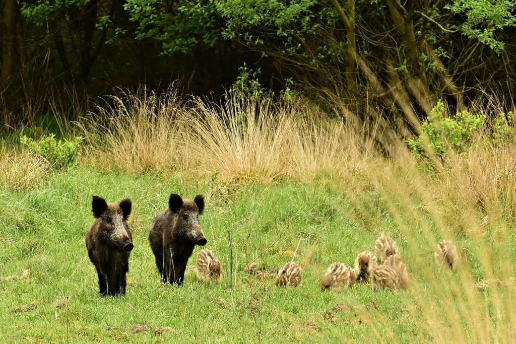 Вилла Reewold Veluwe Пюттен Экстерьер фото