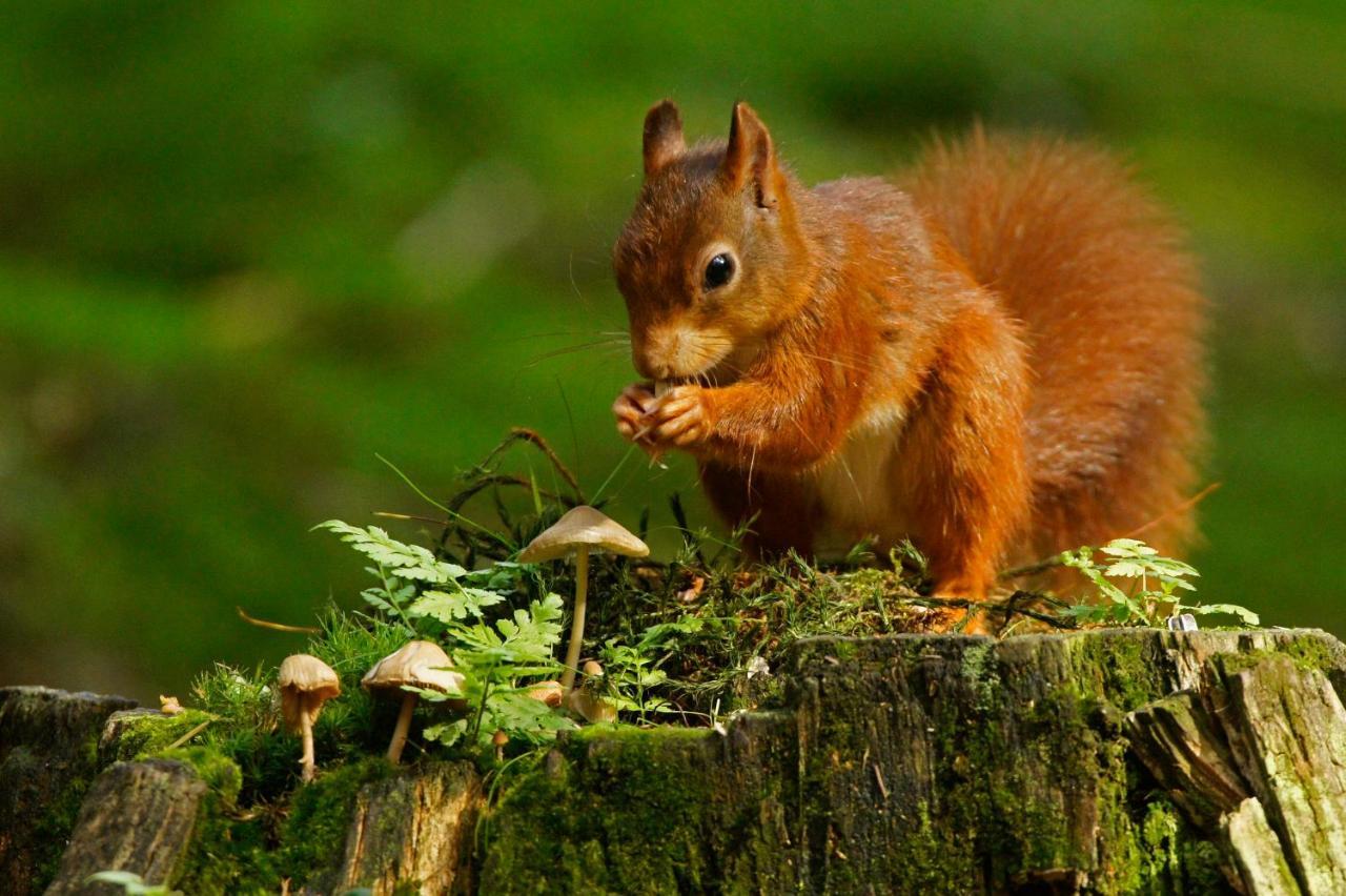 Вилла Reewold Veluwe Пюттен Экстерьер фото