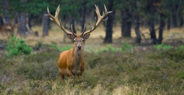 Вилла Reewold Veluwe Пюттен Экстерьер фото