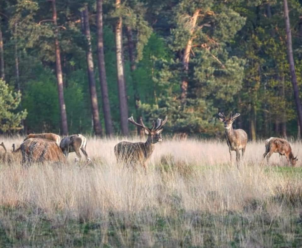 Вилла Reewold Veluwe Пюттен Экстерьер фото